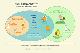 Infographie : « Les sucres apportés par l’alimentation »